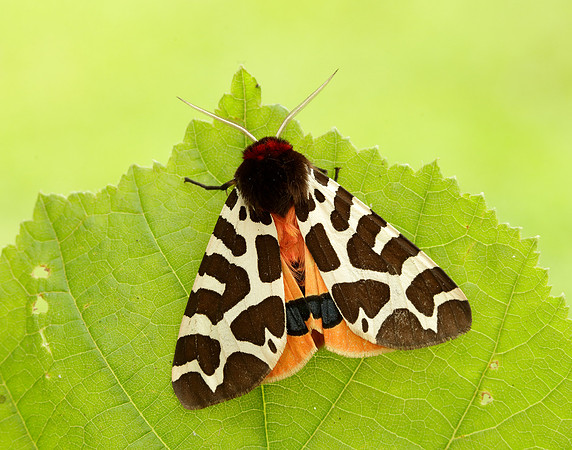 72.026 BF2057 Garden Tiger Arctia caja