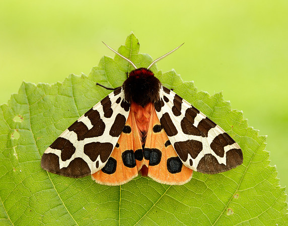 72.026 BF2057 Garden Tiger Arctia caja