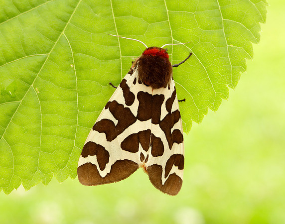 72.026 BF2057 Garden Tiger Arctia caja