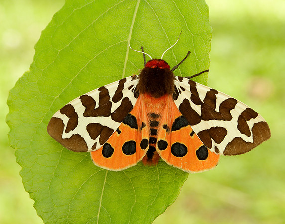 72.026 BF2057 Garden Tiger Arctia caja