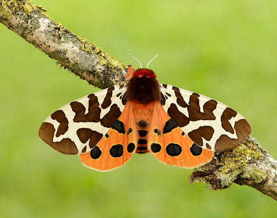 72.026 BF2057 Garden Tiger Arctia caja