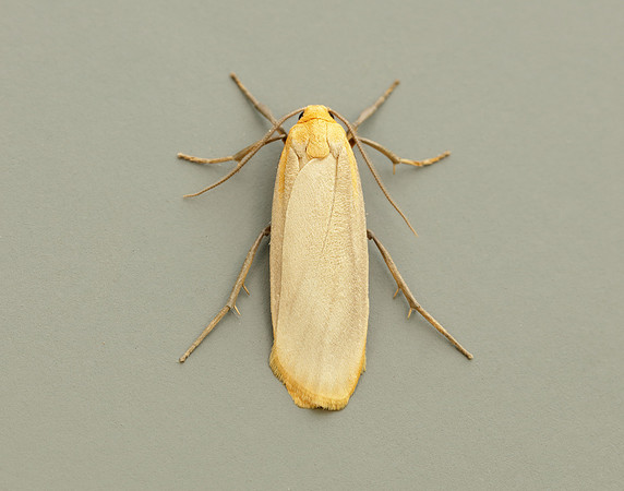 72.043 BF2049 Buff Footman Eilema depressa