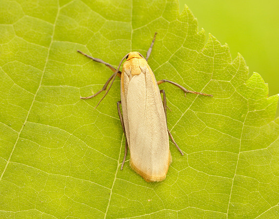 72.043 BF2049 Buff Footman Eilema depressa