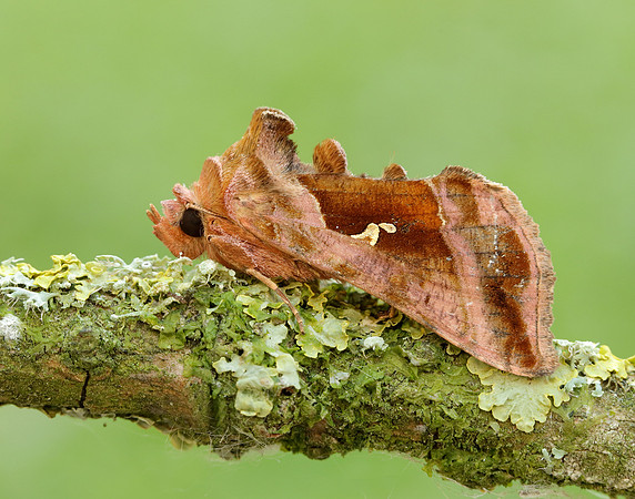 73.017 BF2443 Plain Golden Y Autographa jota