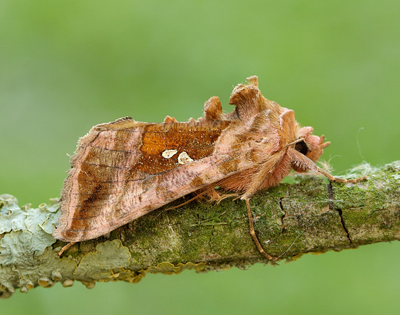 73.017 BF2443 Plain Golden Y Autographa jota