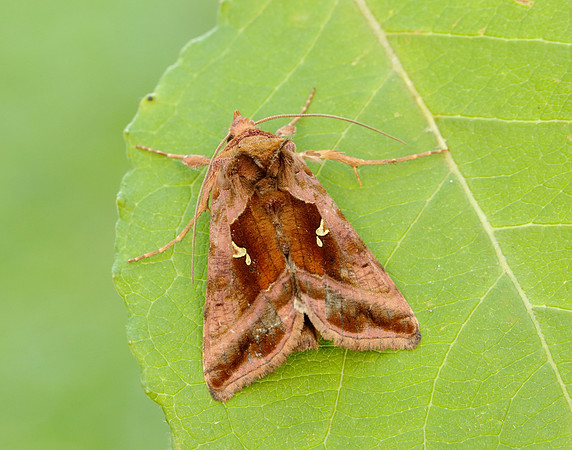 73.017 BF2443 Plain Golden Y Autographa jota