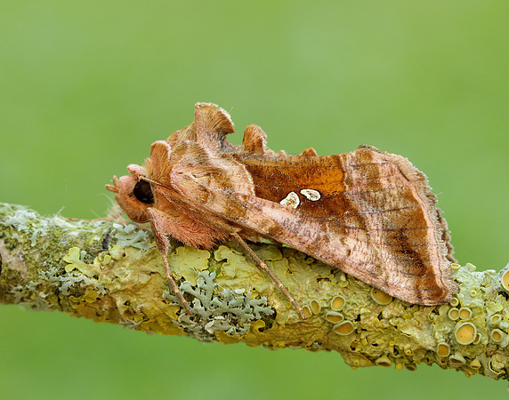 73.017 BF2443 Plain Golden Y Autographa jota