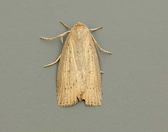 73.100 BF2391 Silky Wainscot Chilodes maritima