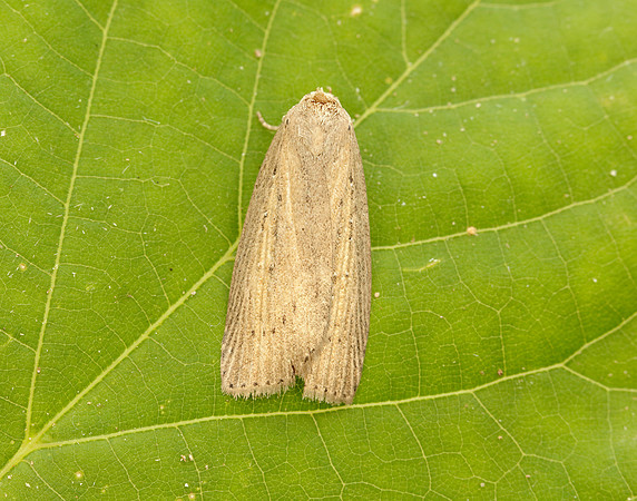 73.100 BF2391 Silky Wainscot Chilodes maritima