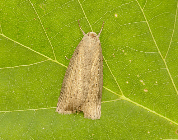 73.100 BF2391 Silky Wainscot Chilodes maritima
