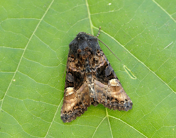 73.114 BF2305 Small Angle Shades Euplexia lucipara