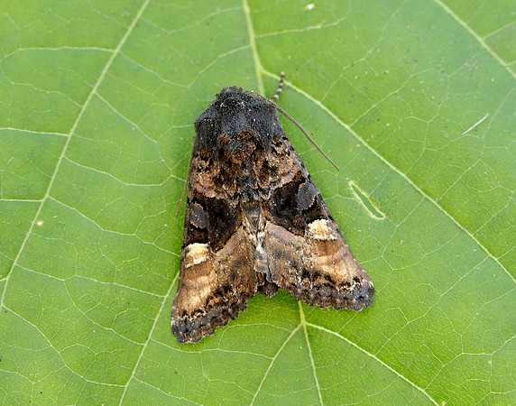 73.114 BF2305 Small Angle Shades Euplexia lucipara