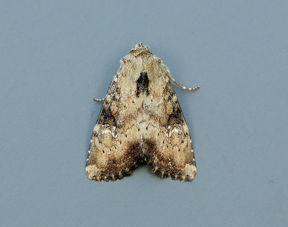 73.160 BF2335 Slender Brindle Apamea scolopacina