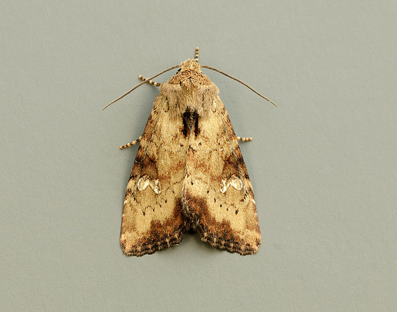 73.160 BF2335 Slender Brindle Apamea scolopacina