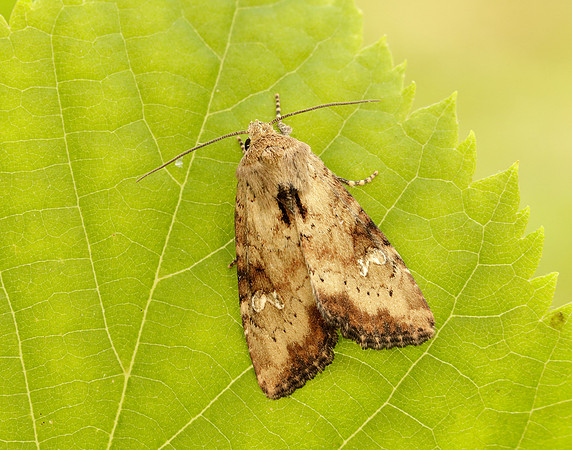 73.160 BF2335 Slender Brindle Apamea scolopacina