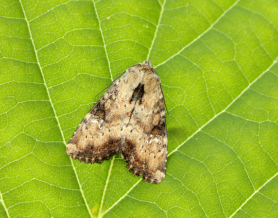 73.160 BF2335 Slender Brindle Apamea scolopacina