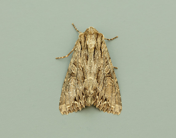 73.162 BF2321 Dark Arches Apamea monoglypha