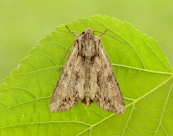 73.162 BF2321 Dark Arches Apamea monoglypha