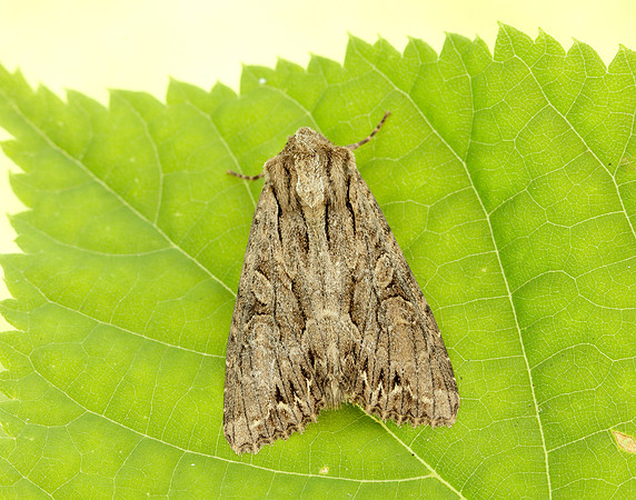 73.162 BF2321 Dark Arches Apamea monoglypha