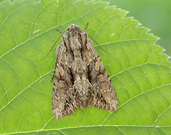 73.162 BF2321 Dark Arches Apamea monoglypha