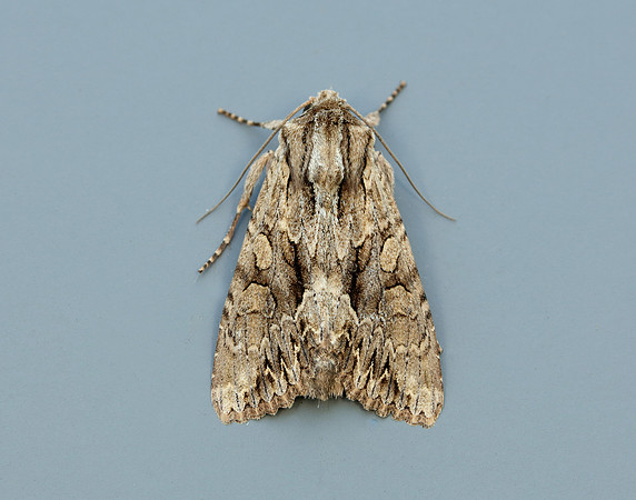 73.162 BF2321 Dark Arches Apamea monoglypha