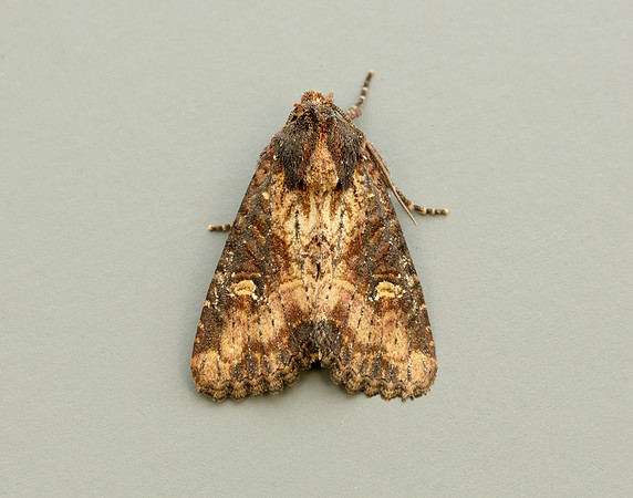 73.1691 BF2343x Common Rustic agg.Mesapamea secalis agg.