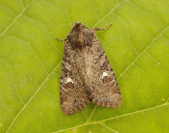 73.1691 BF2343x Common Rustic agg.Mesapamea secalis agg.