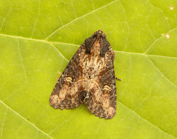 73.1691 BF2343x Common Rustic agg.Mesapamea secalis agg.