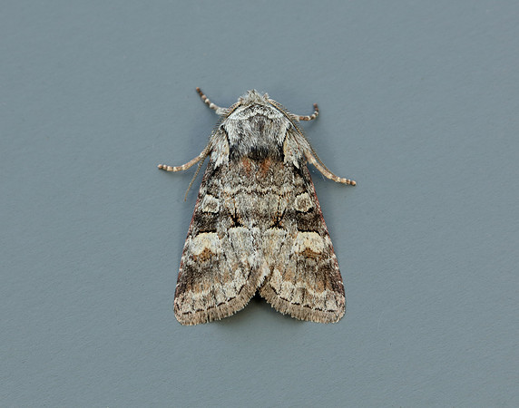 73.220 BF2225 Minor Shoulder-knot Brachylomia viminalis