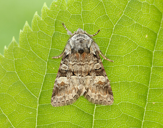 73.220 BF2225 Minor Shoulder-knot Brachylomia viminalis