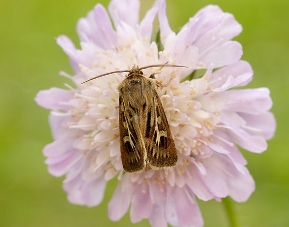 73.254 BF2176 Antler Moth Cerapteryx graminis