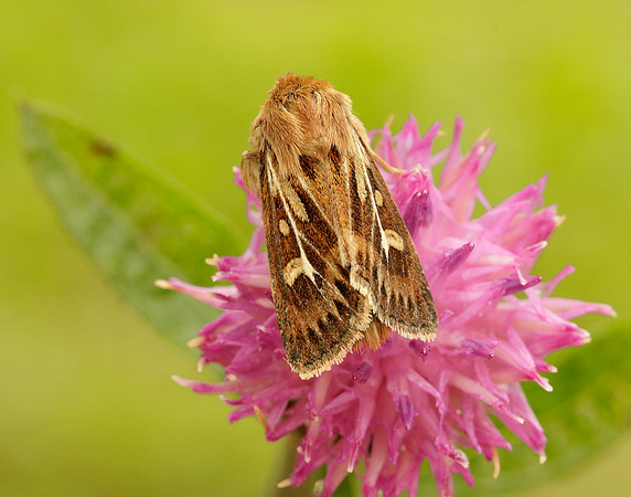 73.254 BF2176 Antler Moth Cerapteryx graminis
