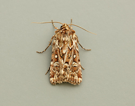 73.338 BF2118 True Lover's Knot Lycophotia porphyrea