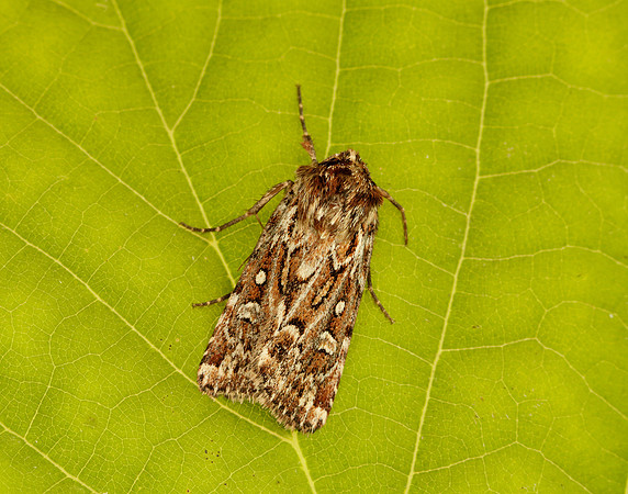 73.338 BF2118 True Lover's Knot Lycophotia porphyrea