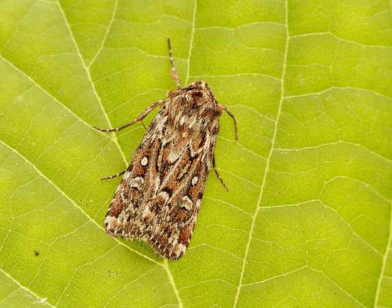 73.338 BF2118 True Lover's Knot Lycophotia porphyrea