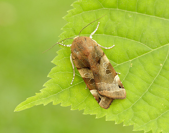 73.343 BF2110 Broad-bordered Yellow Underwing Noctua fimbriata