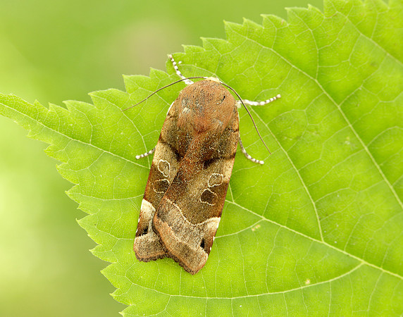 73.343 BF2110 Broad-bordered Yellow Underwing Noctua fimbriata