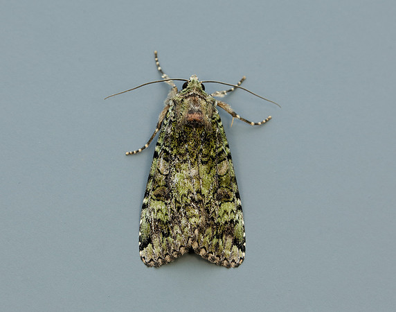 73.352 BF2138 Green Arches Anaplectoides prasina