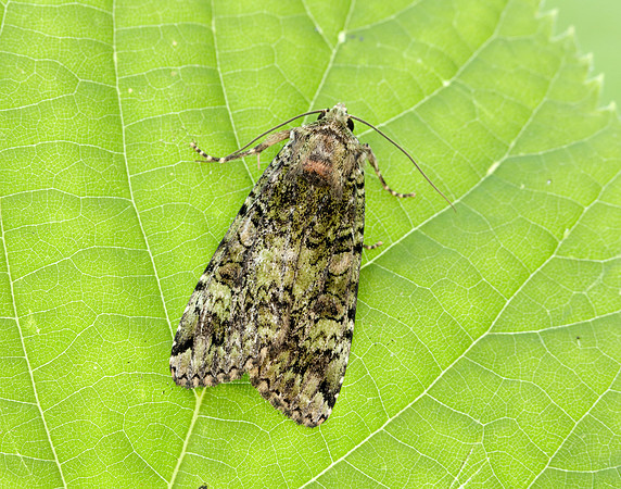 73.352 BF2138 Green Arches Anaplectoides prasina