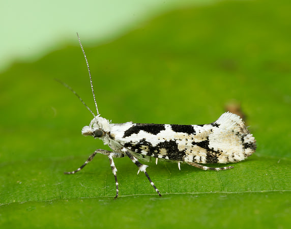 17.012 BF462 Ypsolopha sequella