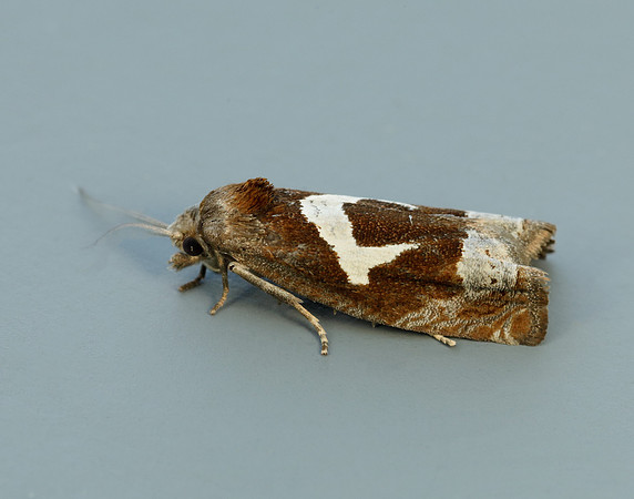 49.288 BF1183 Epiblema foenella