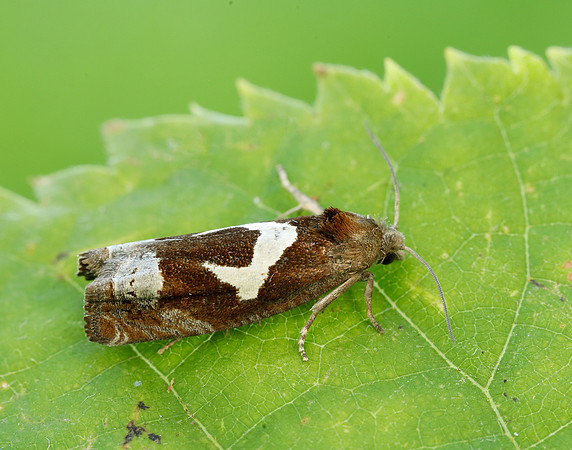 49.288 BF1183 Epiblema foenella