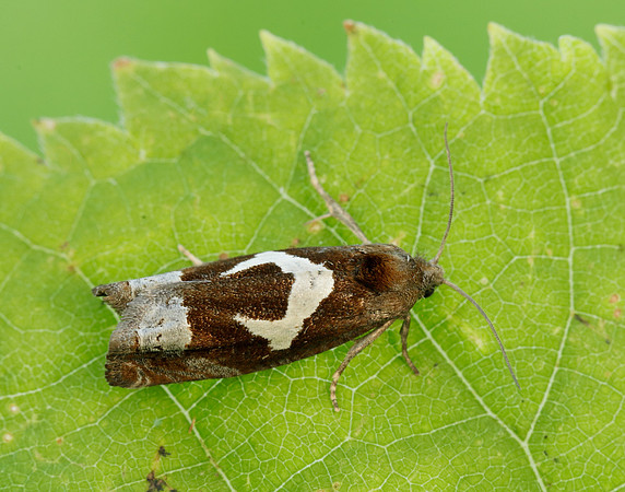 49.288 BF1183 Epiblema foenella
