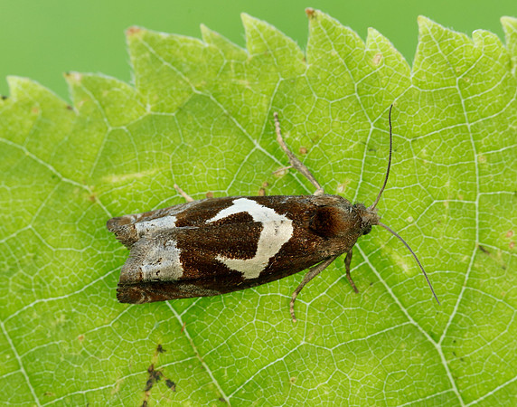 49.288 BF1183 Epiblema foenella
