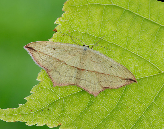 70.029 BF1682 Blood-vein Timandra comae