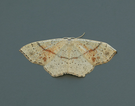 70.036 BF1680 Maiden's Blush Cyclophora punctaria