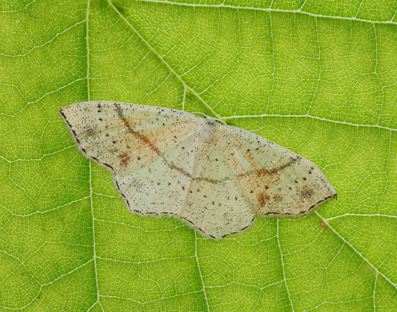 70.036 BF1680 Maiden's Blush Cyclophora punctaria