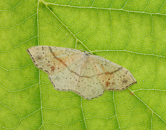 70.036 BF1680 Maiden's Blush Cyclophora punctaria