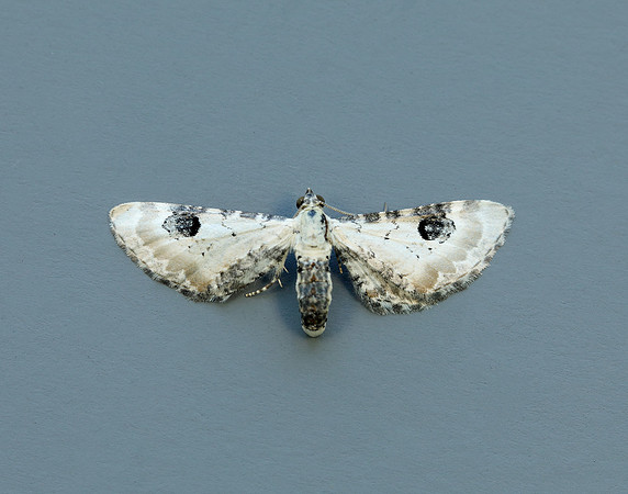 70.173 BF1825 Lime-speck Pug Eupithecia centaureata