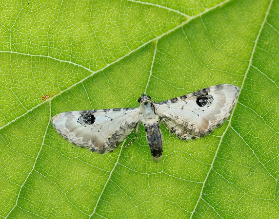70.173 BF1825 Lime-speck Pug Eupithecia centaureata
